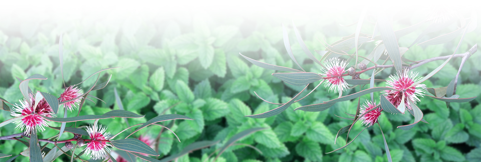 ЧУТКИЙ ЭВКАЛИПТ