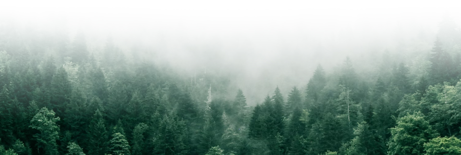 ЖИВИТЕЛЬНАЯ СОСНА