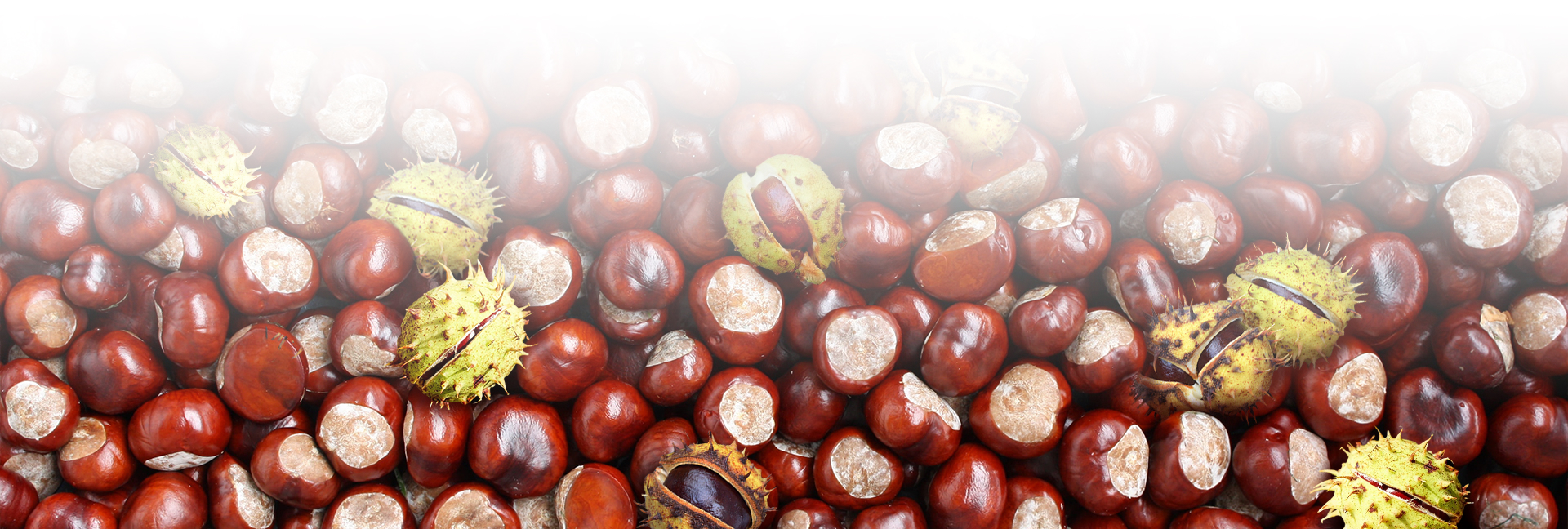 ЛЁГКИЙ КАШТАН