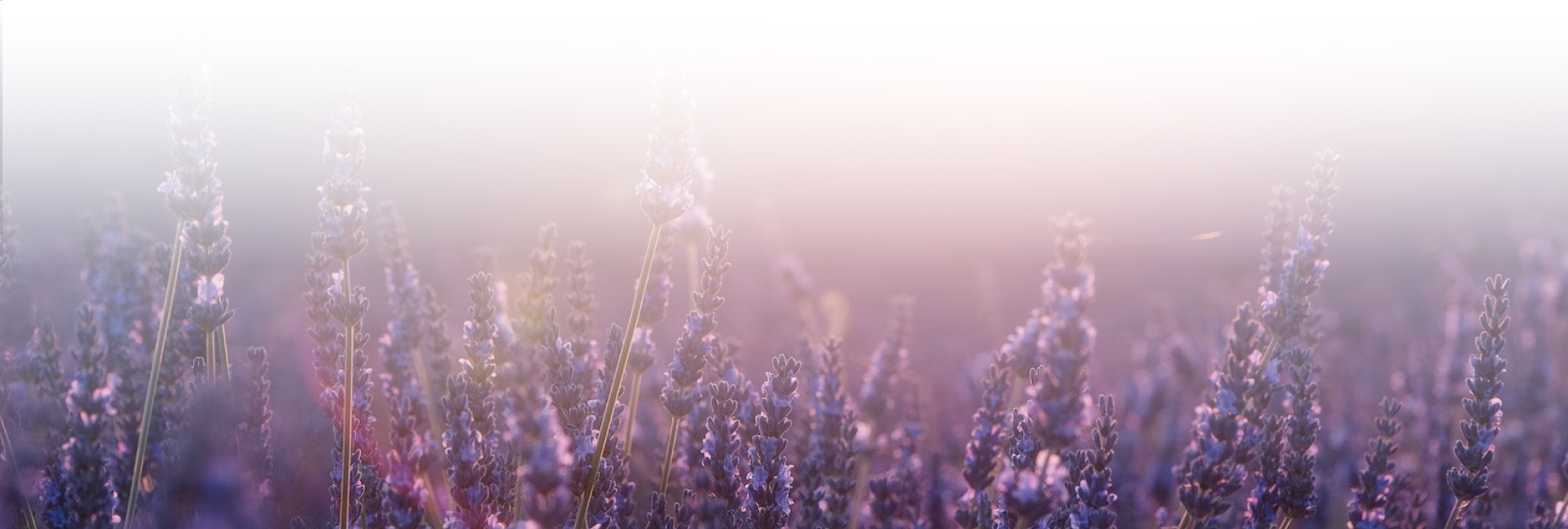 ЛАВАНДОВАЯ ГАРМОНИЯ