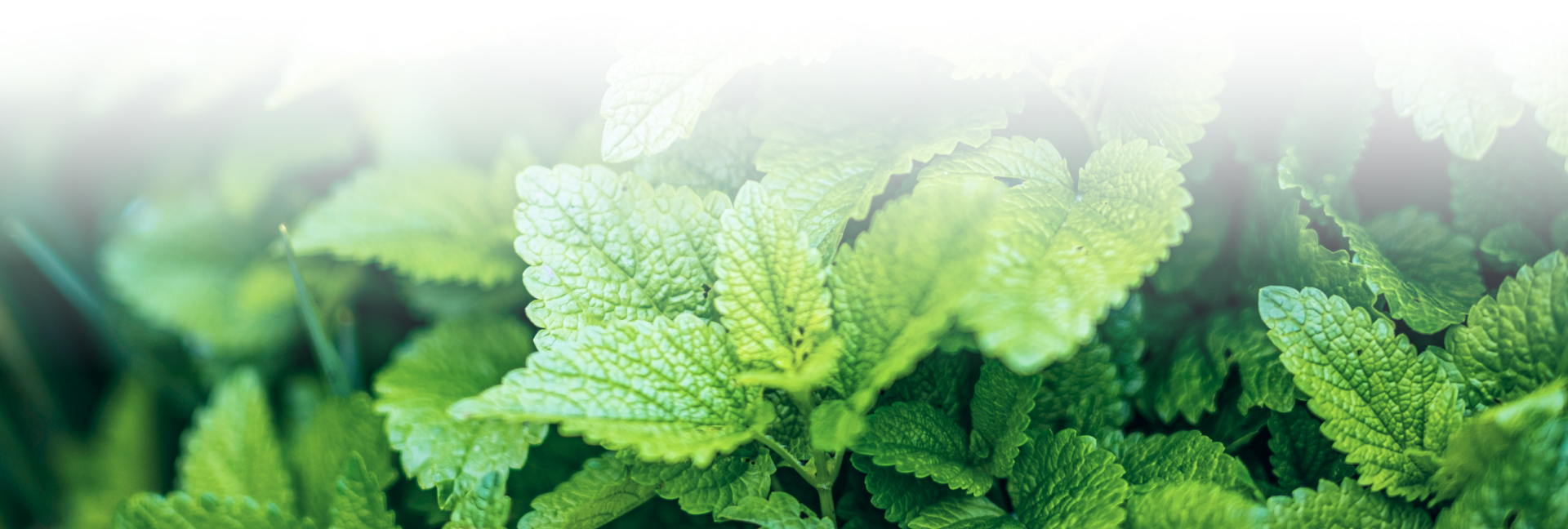 РАССЛАБЛЯЮЩАЯ мелисса