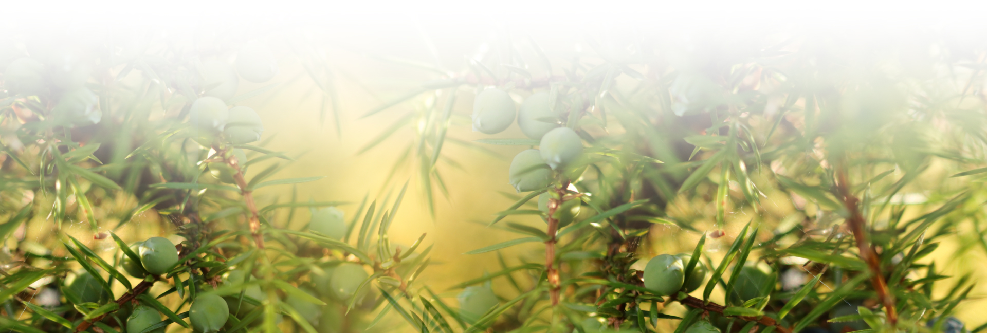 ВОССТАНАВЛИВАЮЩИЙ можжевельник