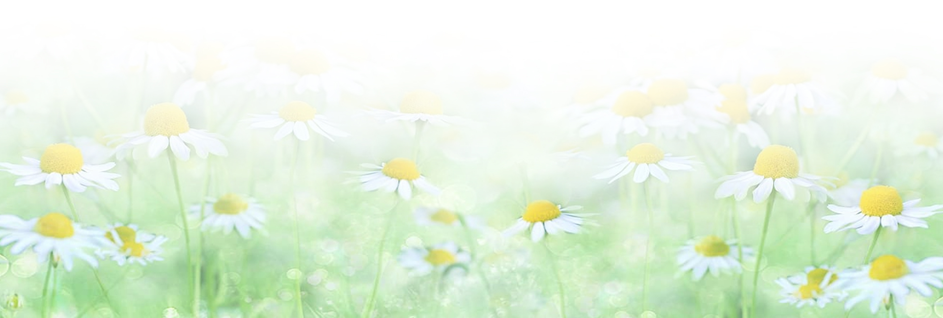 ЦЕЛИТЕЛЬНАЯ РОМАШКА