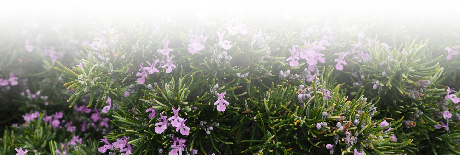 БОДРЫЙ РОЗМАРИН