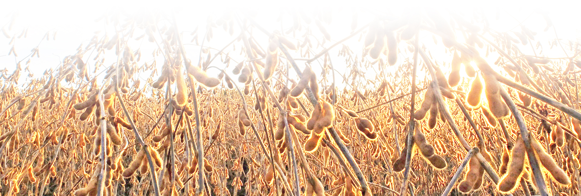 Мягкая защита