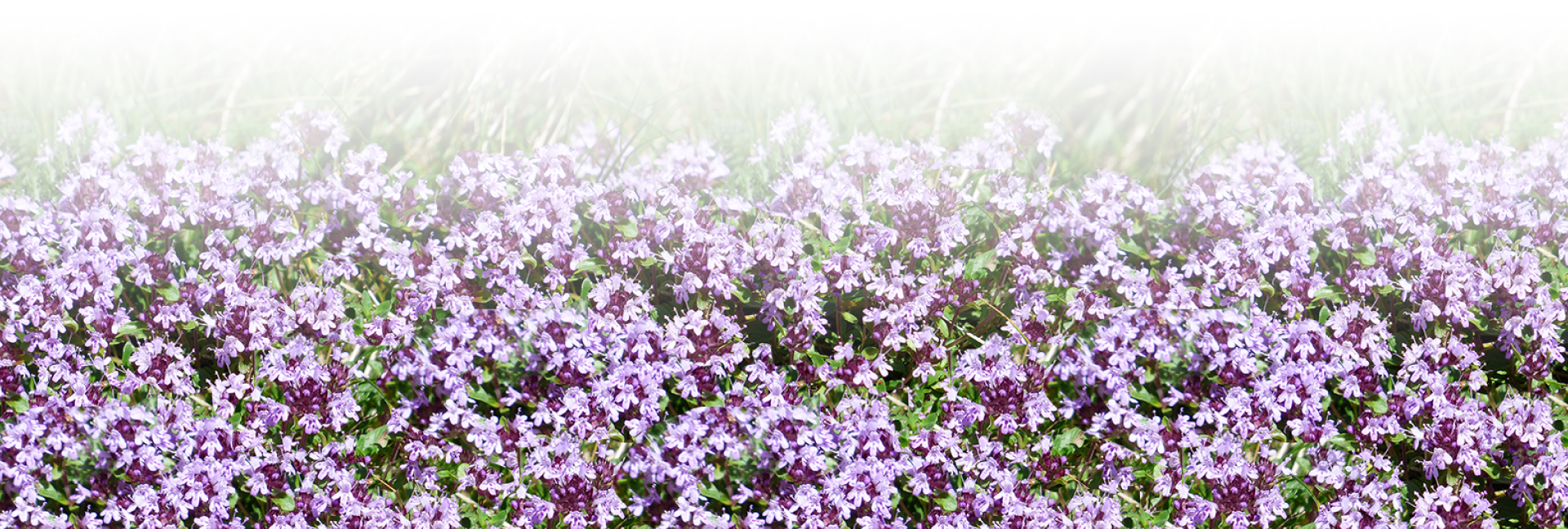 ВДОХНОВЛЯЮЩИЙ ТИМЬЯН