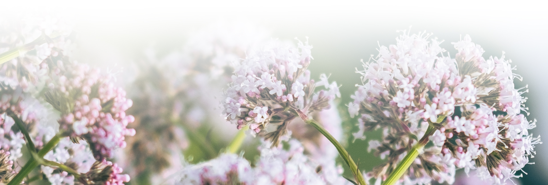 БЕЗМЯТЕЖНАЯ валериана